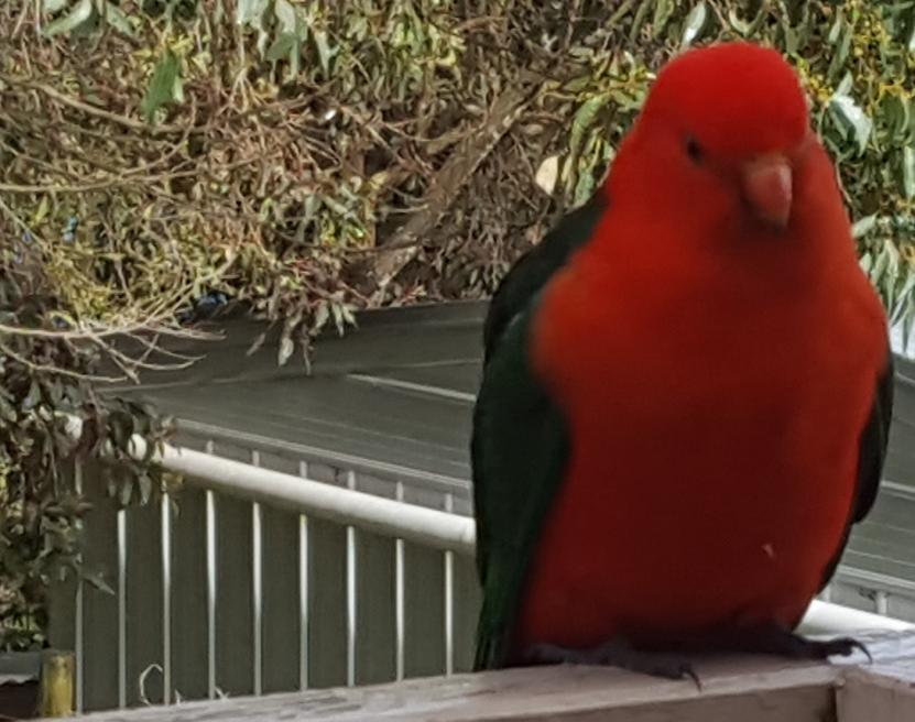 Wilsons Promontory Motel Foster Buitenkant foto